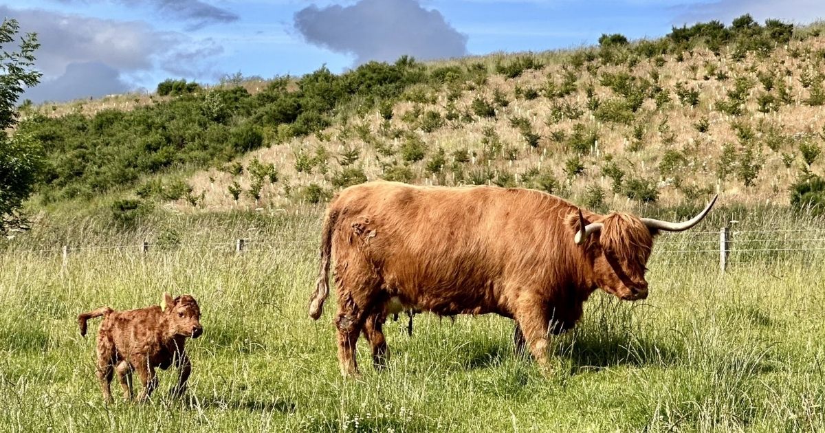 Scottish hiker escapes cow attack by playing dead, suffers severe Injuries in the Highlands. (Image Credits: @rravenstarr|X.com).