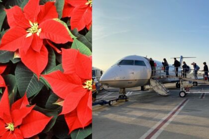 Gifting Green This Christmas? Here’s What TSA Says About Traveling With Plants