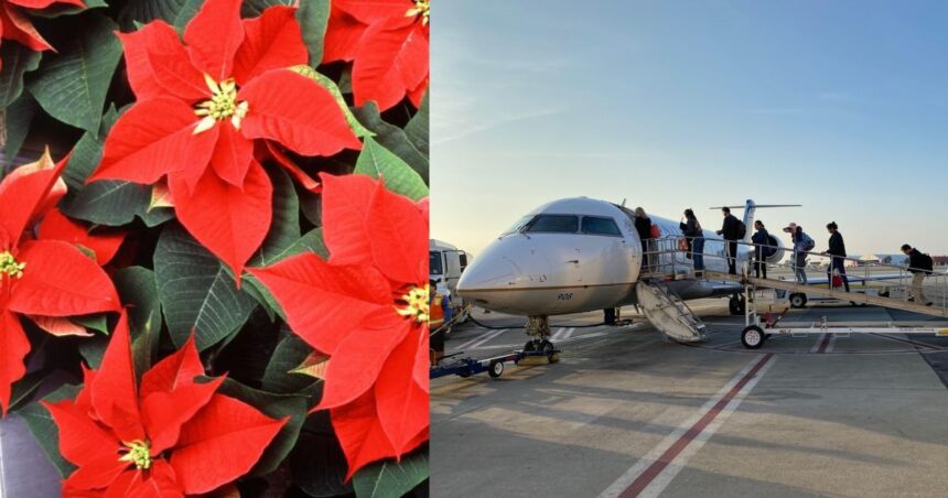 Gifting Green This Christmas? Here’s What TSA Says About Traveling With Plants