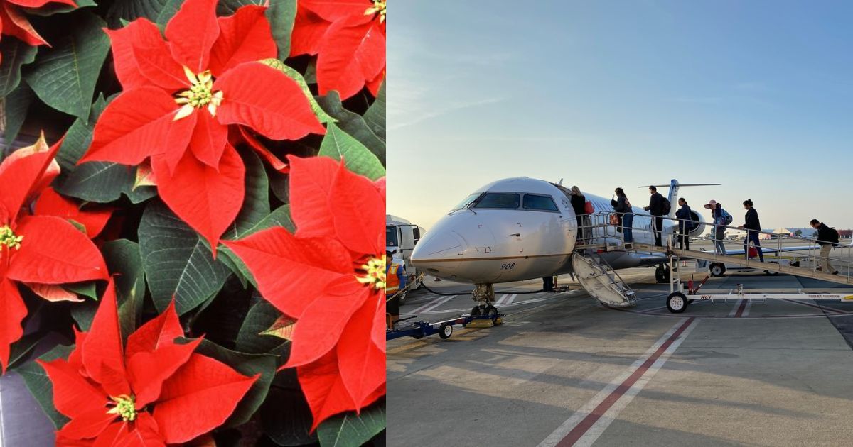 Gifting Green This Christmas? Here’s What TSA Says About Traveling With Plants