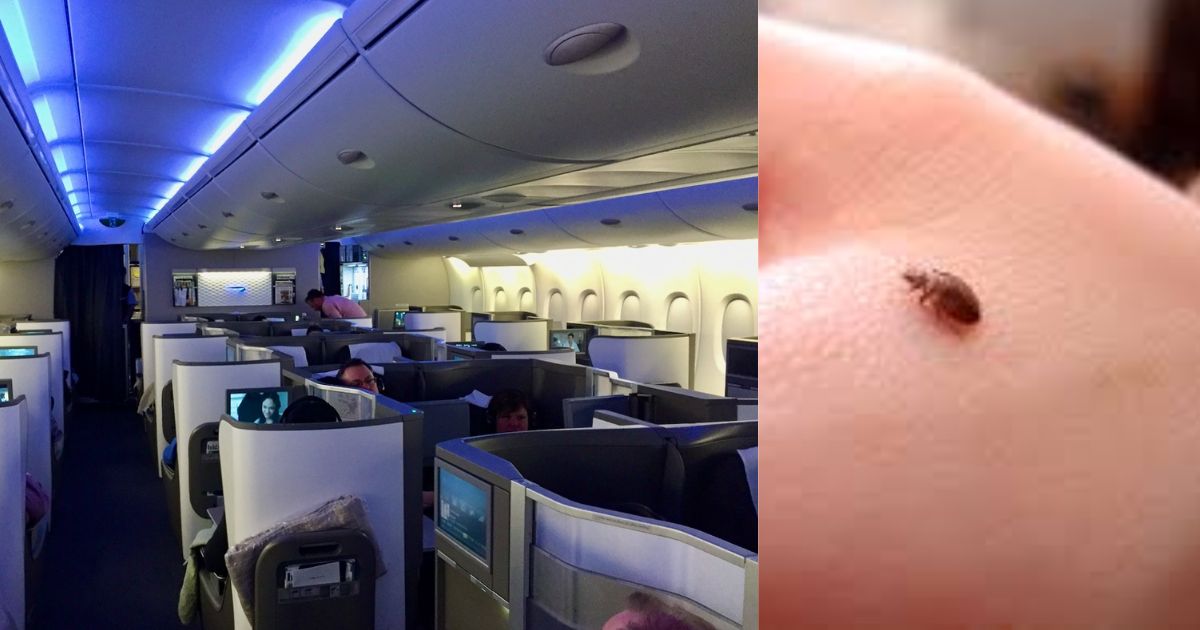 Bed Bugs in KLM Flight