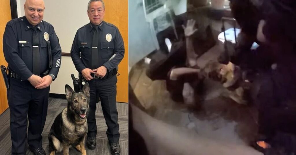 Los Angeles police dog