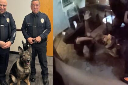 Los Angeles police dog