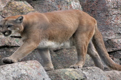 Mountain lion