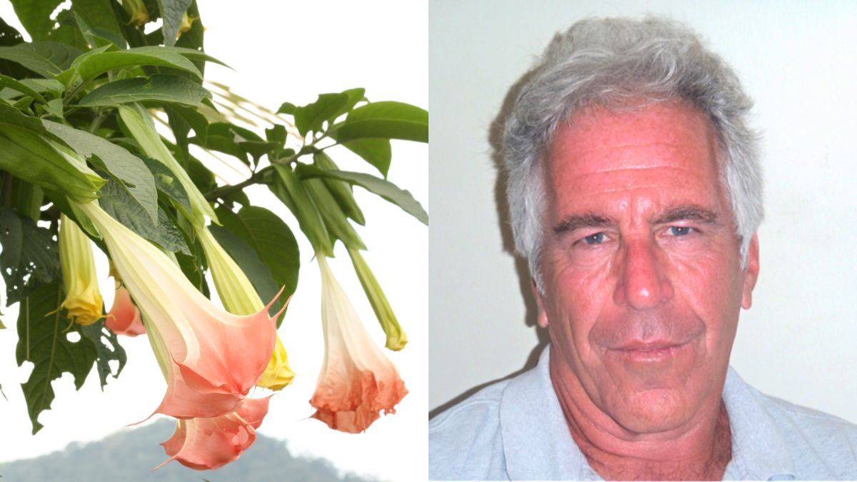 Angel's Trumpets or Devil's Breath Jeffrey Epstein