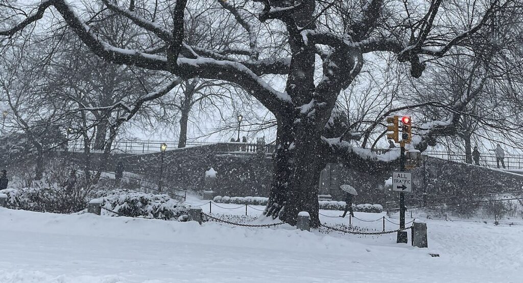 Central Park in New York City in January 2026
