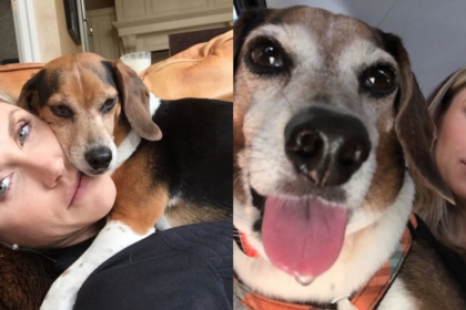 Lara Trump_cradles_beloved_beagle_Charlie_in_tribute