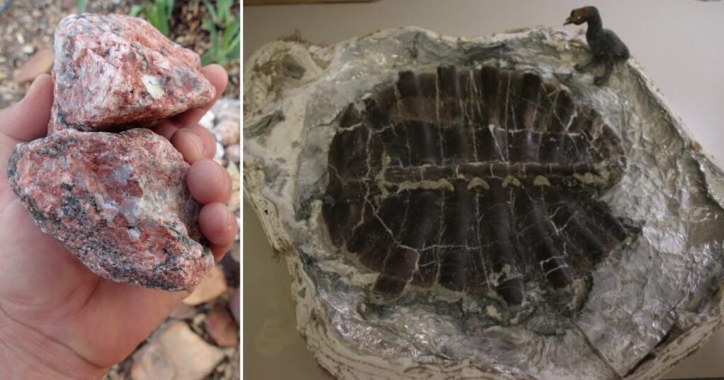 Touren Pope found a 48-million-year-old soft-shell turtle fossil in southwest Wyoming while he went rock hunting