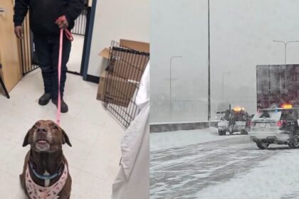 Wisconsin, East Coast, Philadelphia, dog