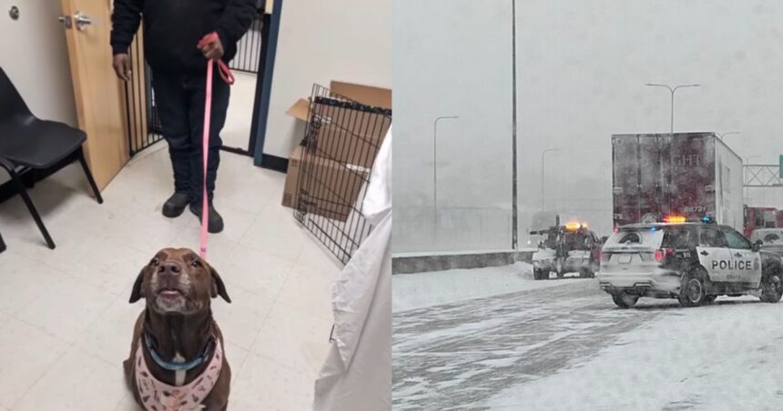 Wisconsin, East Coast, Philadelphia, dog