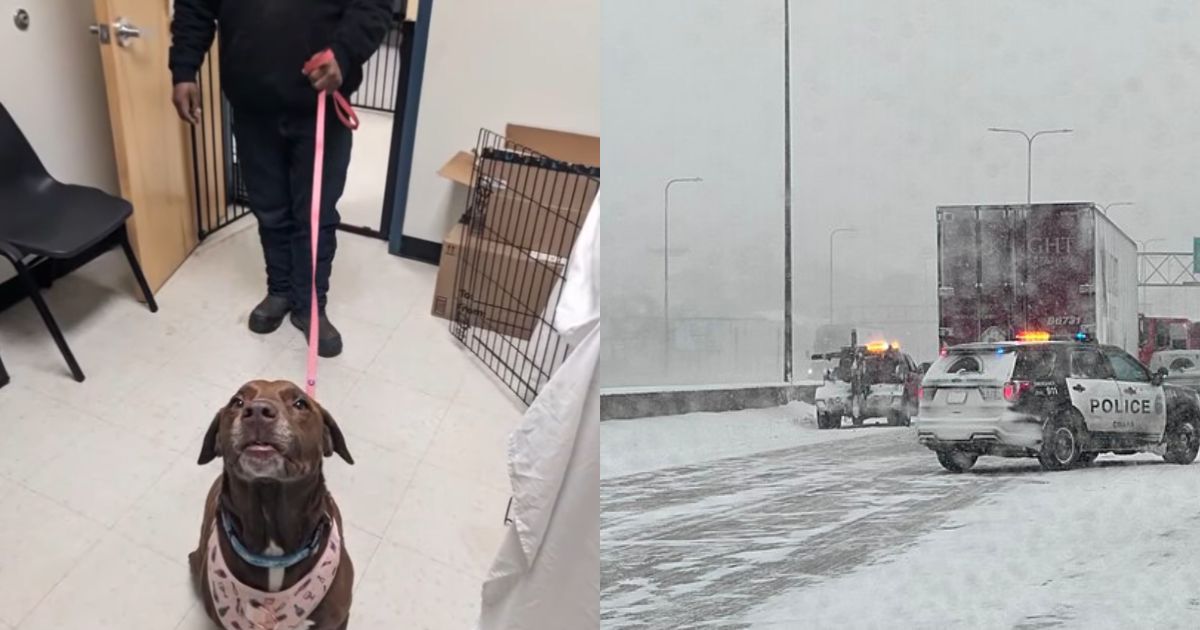 Wisconsin Man Reunites With Dog After a Long Wait of 4 Years