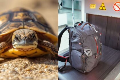 TSA unveils it's wildest airport finds. | Cover Image Source: Canva