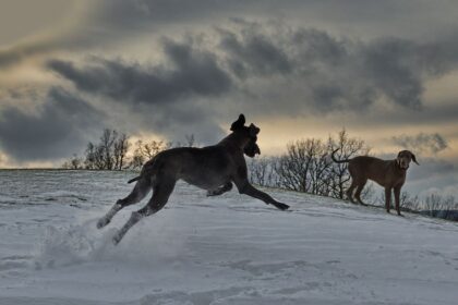 “Pooch Pirate Alert”: Canine Crew Pulls Off A Heist – Oklahoma Police Video Goes Viral
