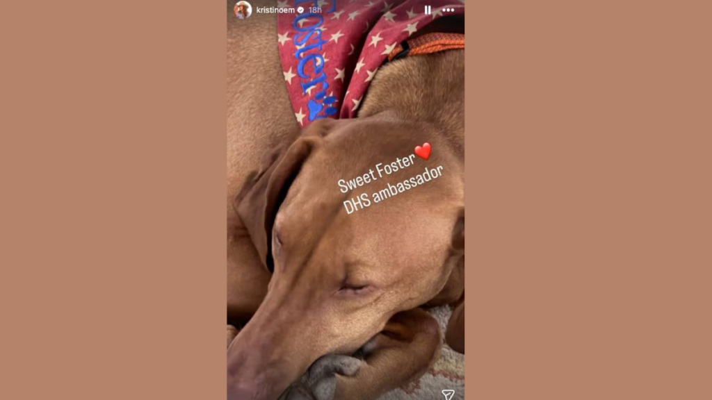 Kristi Noem's unusual Instagram post about a dog