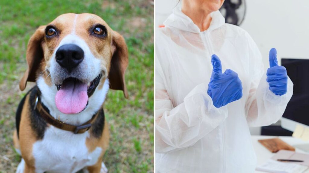 The FDA to move toward ending animal testing
