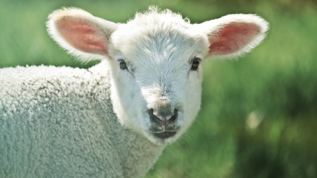 Plant wool is being pushed to replace real wool, and may seal the fate of sheep.