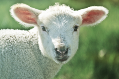 Plant wool is being pushed to replace real wool, and may seal the fate of sheep.