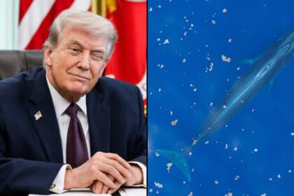 Donald Trump deploys 'God Squad' that could wipe out the remaining 51 Rice's Whale.