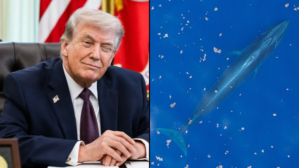 Trump Deploys ‘God Squad’ to Wipe Out Rare Species That Survived for 3 Million Years