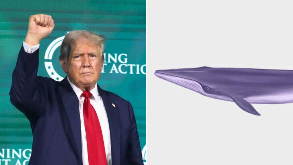 Trump's “God Squad” gamble will put a rare whale species on extinction edge