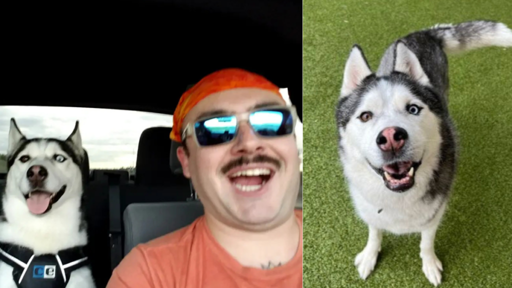 U.S. airman Andrew Beckham's beloved husky dog, Maverick, stolen by house sitter.