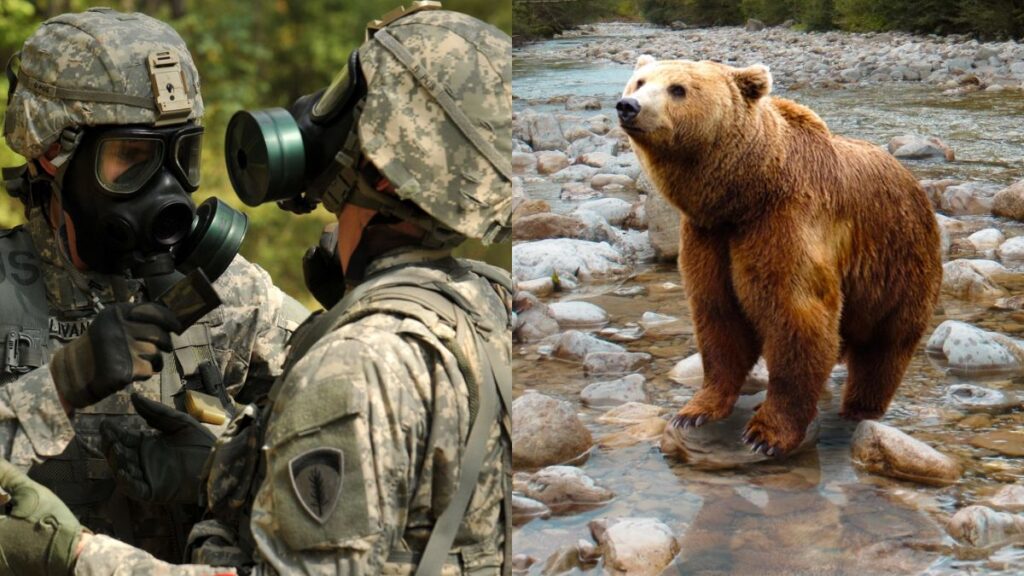Two US soldiers were mauled by a brown bear