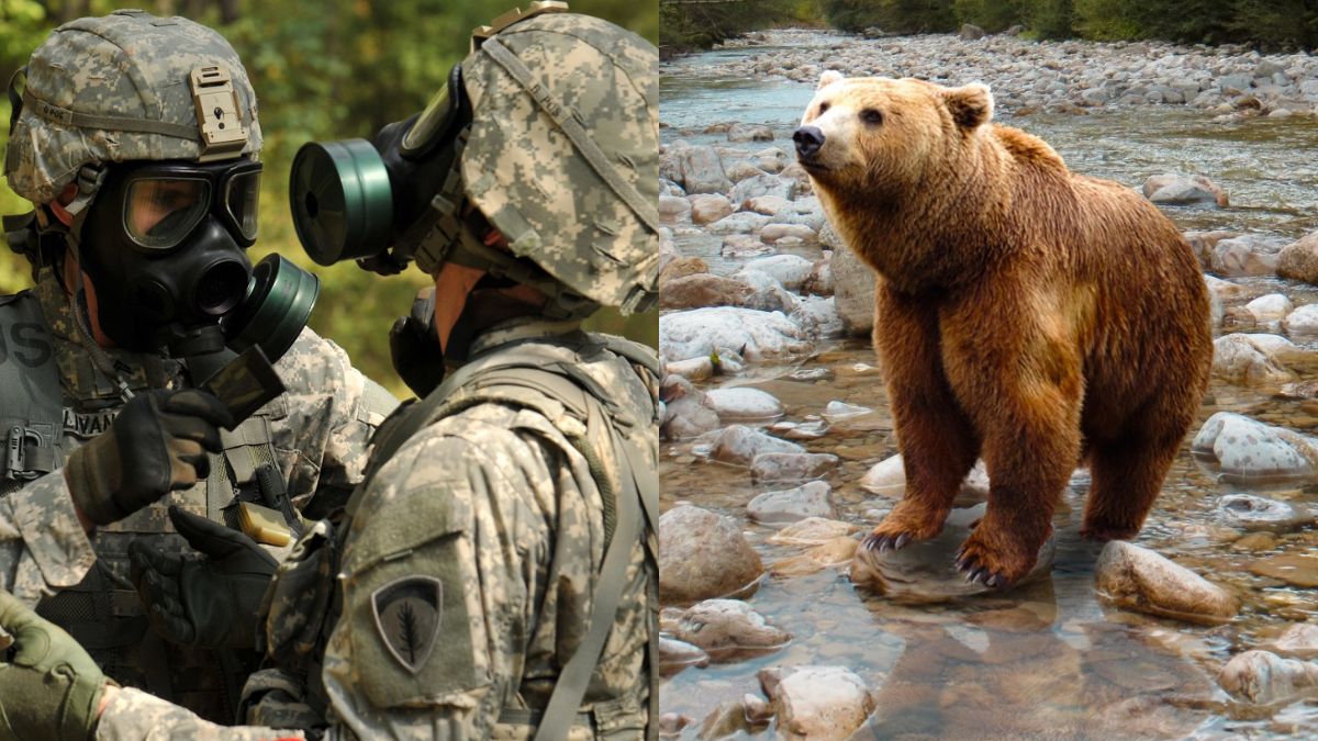 Two US Soldiers Injured After Being Mauled By Bear During Training Exercise