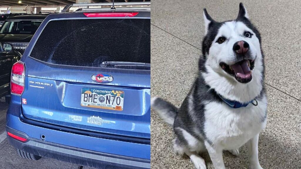 A Colorado airman is mourning the loss of his dog after the pet vanished during a pet-sitting arrangement.