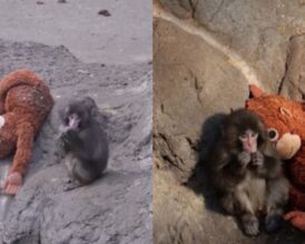 Japan’s Viral Monkey Incident Takes Shocking Turn as 2 Americans Are Arrested