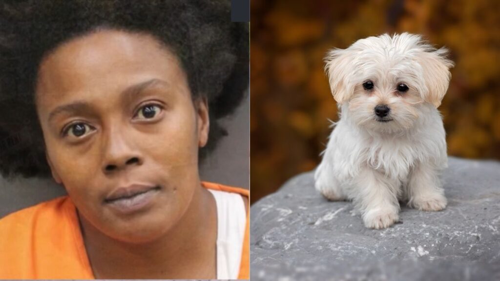 Florida woman,33, arrested after being caught on camera while abusing a dog.