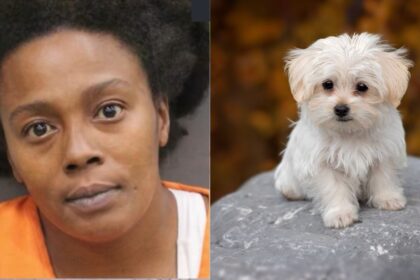 Florida woman,33, arrested after being caught on camera while abusing a dog.