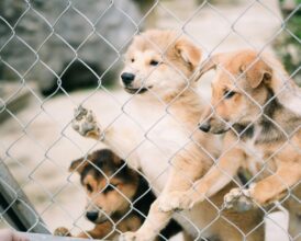 Animal Rescue Fraud Investigation Exposes One No Kill Shelter’s Dog Cruelty While Founder Collected $178K