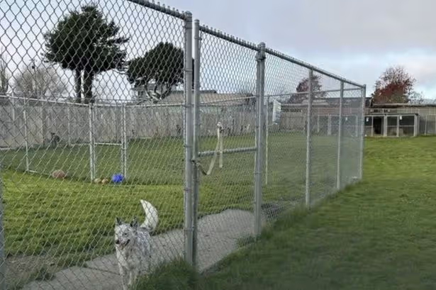 Investigators found the carcasses of eight dogs at Miranda Rescue, some with gunshot wounds to the head. (Image Credit: Humboldt County Sheriff's Office)