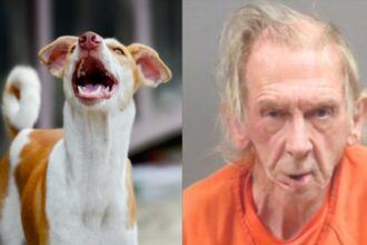 Mentally unstable Missouri man shoots a woman because of barking dog
