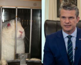 Pete Hegseth’s Pentagon Accused of Funding ‘Gruesome’ $57 Million Animal Testing Program Abroad