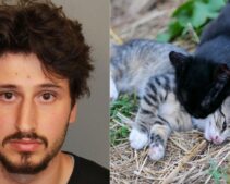 Man Tosses 5 Kittens From Moving Vehicle on Busy Interstate, Charged With Animal Cruelty