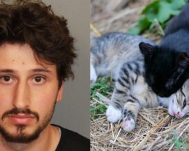 Man Tosses 5 Kittens From Moving Vehicle on Busy Interstate, Charged With Animal Cruelty