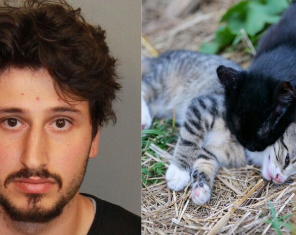 Man Tosses 5 Kittens From Moving Vehicle on Busy Interstate, Charged With Animal Cruelty
