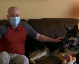 New Jersey Man Rescues Untrained Dog No One Wanted From Shelter—Becomes ‘Daddy’s Hero’ Unexpectedly 1 Midnight