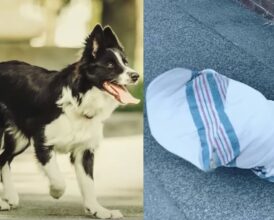 Old Stray Dog Saves an Abandoned Newborn By Carrying It To the Hospital—And Found a Forever Home For Them Both In the Most Unlikely Way