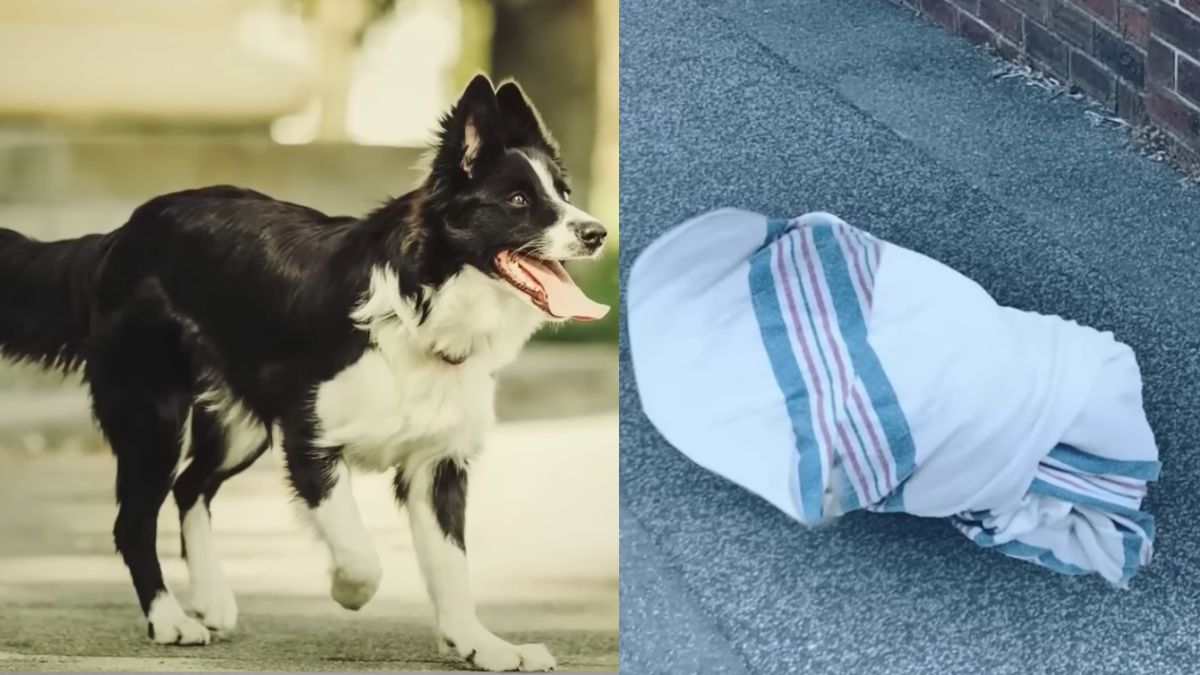 Old Stray Dog Saves an Abandoned Newborn By Carrying It To the Hospital—And Found a Forever Home For Them Both In the Most Unlikely Way