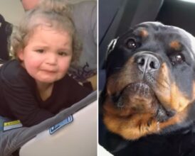 Paramedics Bodycam Captures Frantic Rescue of Toddler and Dog Locked in a Hot Car—’People Don’t Understand…’
