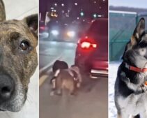 Police Arrested New York Man After He Dragged 2 Dogs Behind Car—68-Year-Old’s Reason Explains Why His Pets Were ‘Extremely Fearful’