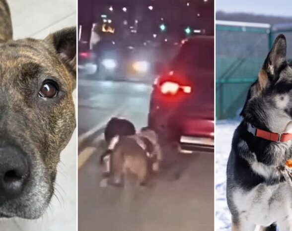 Police Arrested New York Man After He Dragged 2 Dogs Behind Car—68-Year-Old’s Reason Explains Why His Pets Were ‘Extremely Fearful’