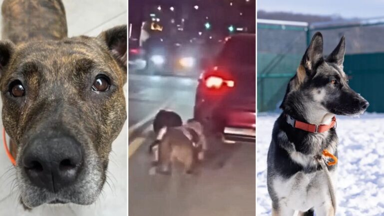 Man Charged After Allegedly Dragging 2 Dogs Behind His Car Through New York Streets