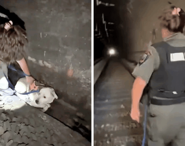 ‘Terrified’ Pitbull Rescued After Spending 2-Days Trapped Inside ‘Dangerous’ San Francisco Tunnel—‘They Thought …’