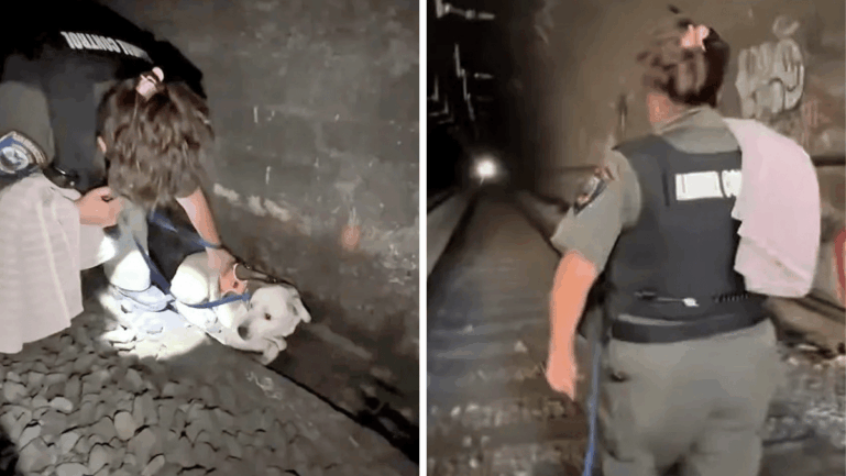 Roo, the San Francisco Dog who was found in the train tunnel