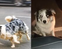 Hungry Stray Dog Circles Stranger’s Car After Ignoring Everyone on the Road—‘02:00 a.m.’ Decision Seals His Fate