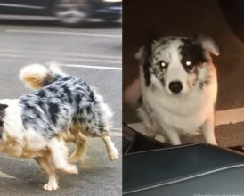 Hungry Stray Dog Circles Stranger’s Car After Ignoring Everyone on the Road—‘02:00 a.m.’ Decision Seals His Fate