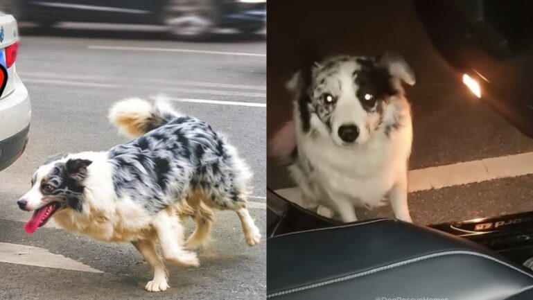Heartwarming stray dog rescue